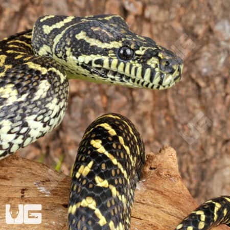 Jungle Carpet Python WOW Line For Sale - Underground Reptiles