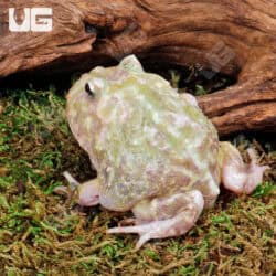 Adult Mutant Pacman Frogs For Sale - Underground Reptiles