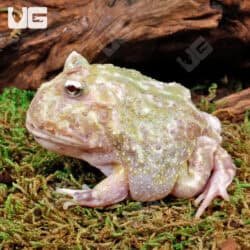 Adult Mutant Pacman Frogs For Sale - Underground Reptiles