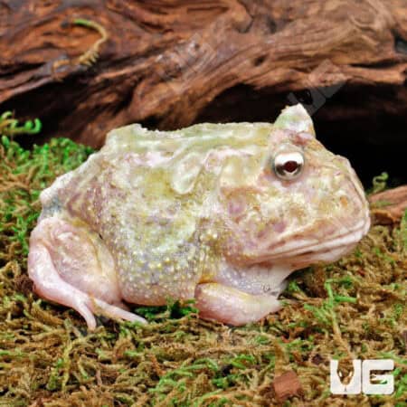 Adult Mutant Pacman Frogs For Sale - Underground Reptiles