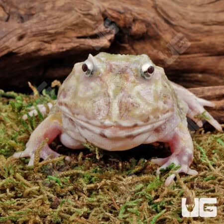 Adult Mutant Pacman Frogs For Sale - Underground Reptiles