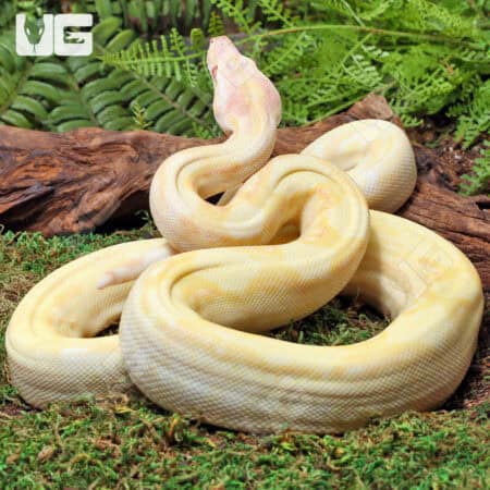 Kahl Albino 66% Het Blood & Leopard 2021 Boa #B20 For Sale - Underground Reptiles