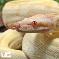 Kahl Albino 66% Het Blood & Leopard 2021 Boa #B20 For Sale - Underground Reptiles