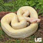 Kahl Albino 66% Het Blood & Leopard 2021 Boa #B20 For Sale - Underground Reptiles