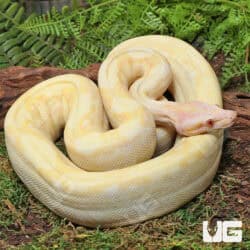 Kahl Albino 66% Het Blood & Leopard 2021 Boa #B20 For Sale - Underground Reptiles