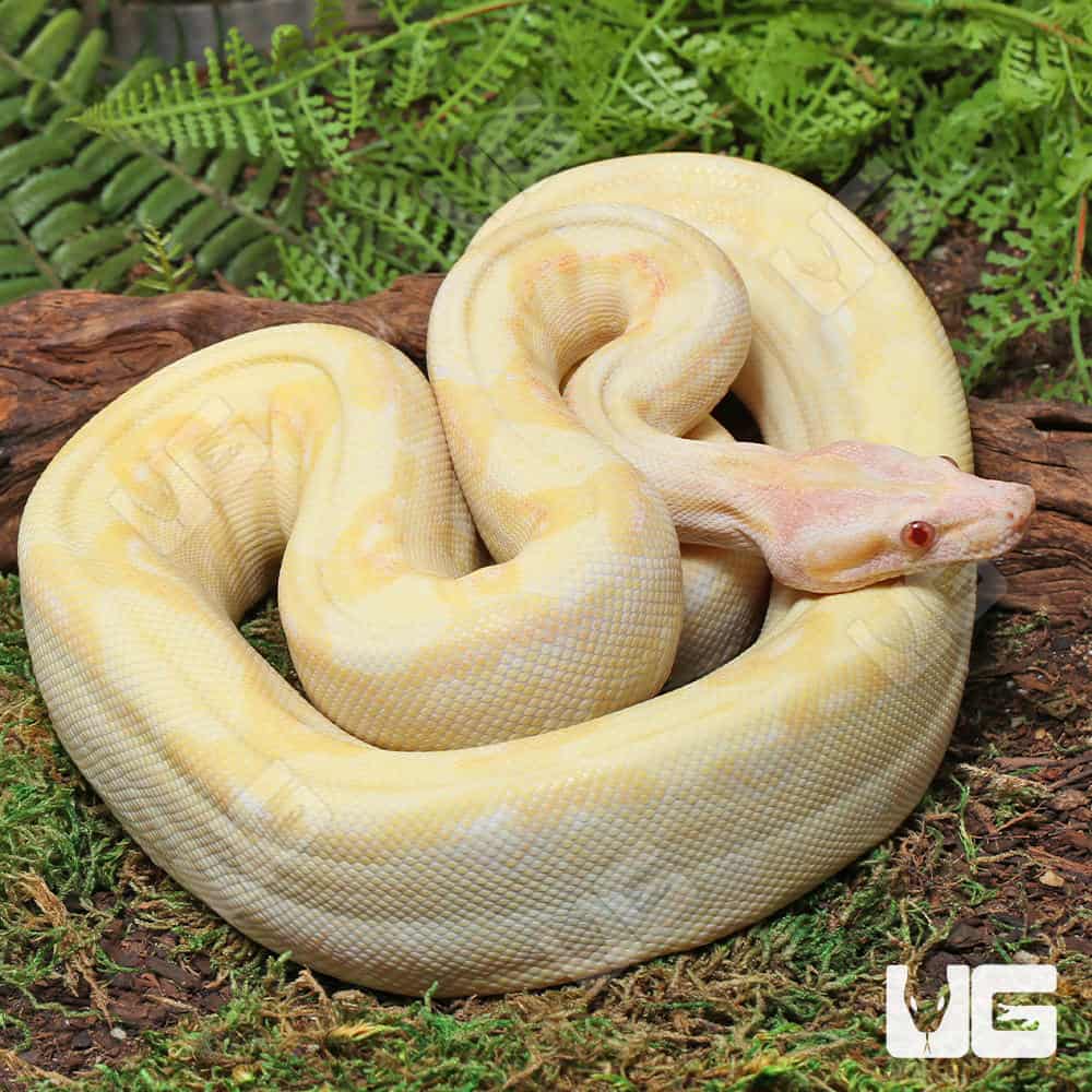 Kahl Albino 66% Het Blood & Leopard 2021 Boa #B20 For Sale - Underground Reptiles