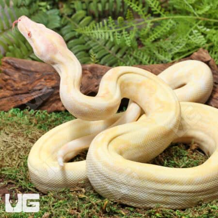 Kahl Albino 66% Het Blood & Leopard 2021 Boa #B20 For Sale - Underground Reptiles