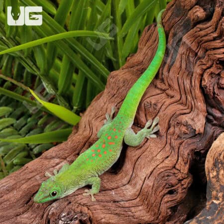 Giant Day Gecko climbing on a textured wood log in a lush green environment.