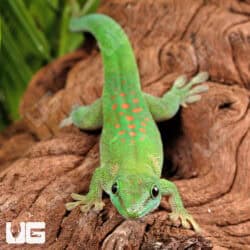 Koch's Giant Day Gecko For Sale - Underground Reptiles