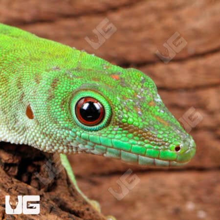 Koch's Giant Day Gecko For Sale - Underground Reptiles