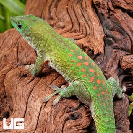 Koch's Giant Day Gecko For Sale - Underground Reptiles
