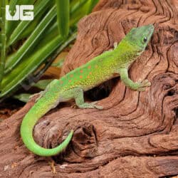 Koch's Giant Day Gecko For Sale - Underground Reptiles