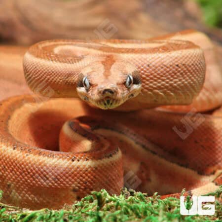 Labryrinth Jungle Boa For Sale - Underground Reptiles
