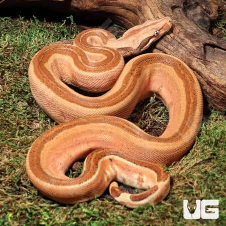 Labryrinth Jungle Boa For Sale - Underground Reptiles