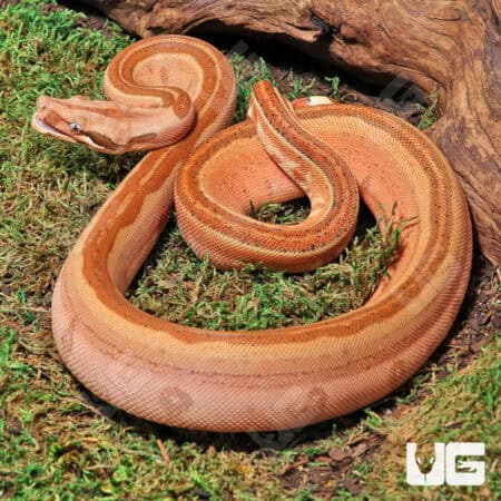Labryrinth Jungle Boa For Sale - Underground Reptiles