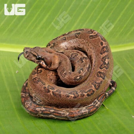 Female Leopard 66% Het Costa Rican T+ Leopard Boa #B88-For Sale - Underground Reptiles