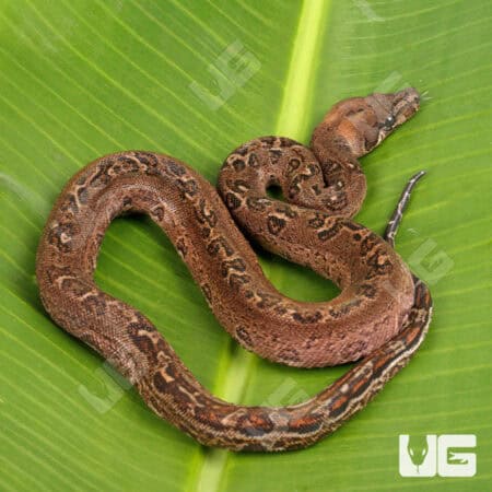 Female Leopard 66% Het Costa Rican T+ Leopard Boa #B88-For Sale - Underground Reptiles