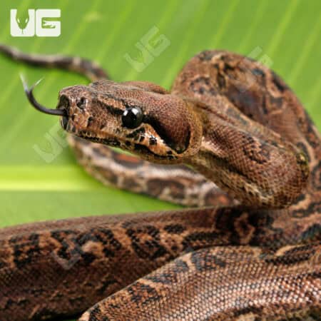 Female Leopard 66% Het Costa Rican T+ Leopard Boa #B88-For Sale - Underground Reptiles
