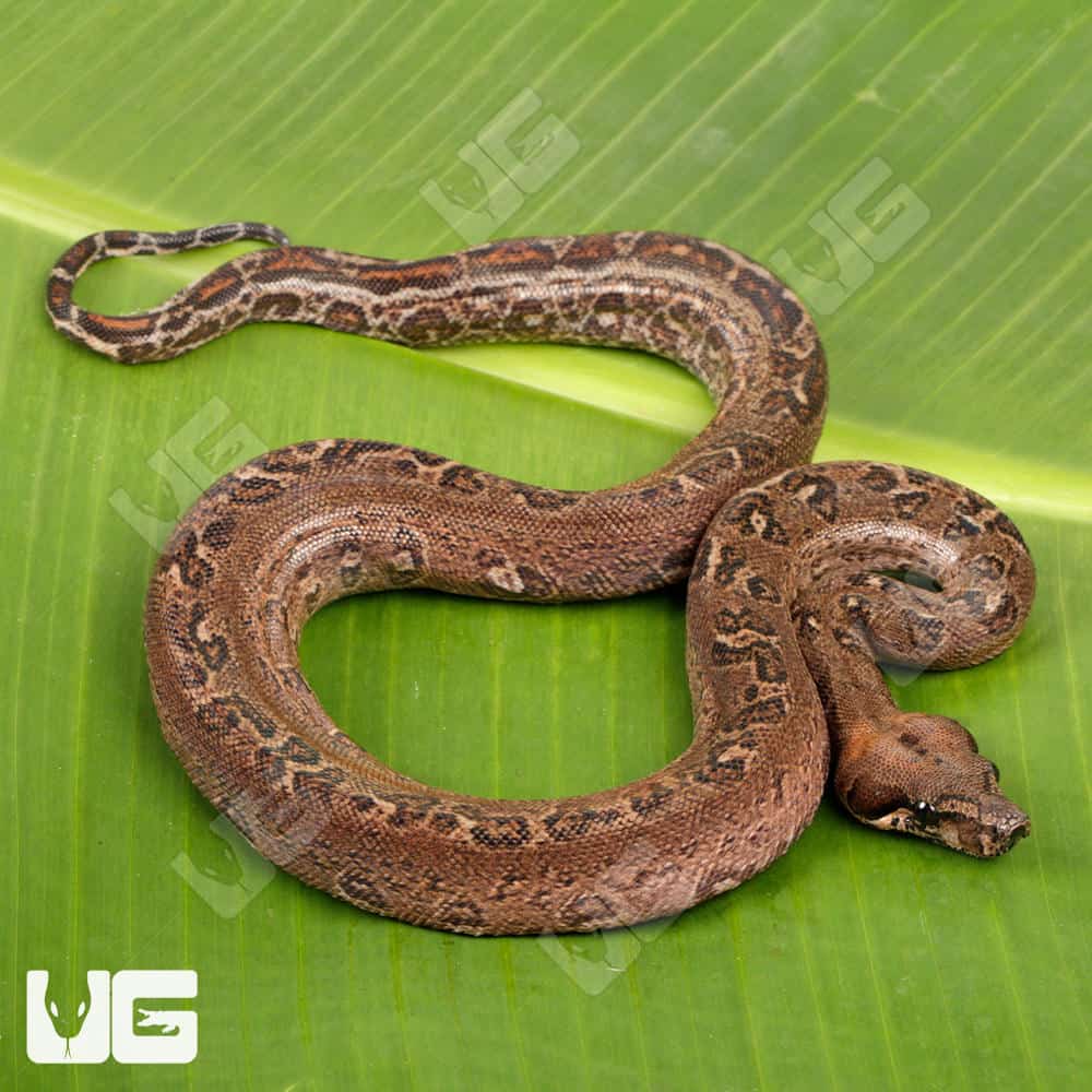 Female Leopard 66% Het Costa Rican T+ Leopard Boa #B88-For Sale - Underground Reptiles