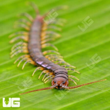 Long Tailed Centipedes For Sale - Underground Reptiles
