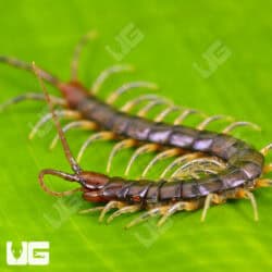 Long Tailed Centipedes For Sale - Underground Reptiles