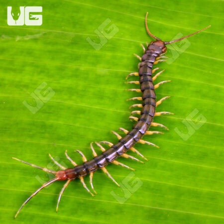 Long Tailed Centipedes For Sale - Underground Reptiles