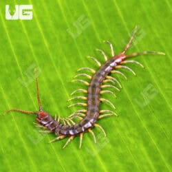 Long Tailed Centipedes For Sale - Underground Reptiles