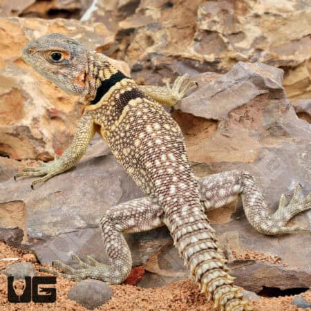Madagascan Collared Iguanas - Underground Reptiles