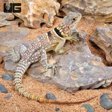 Madagascan Collared Iguanas - Underground Reptiles
