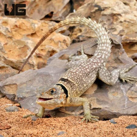 Madagascan Collared Iguanas - Underground Reptiles