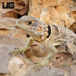 Madagascan Collared Iguanas - Underground Reptiles