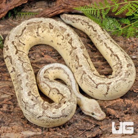 Ball Pythons For Sale - Underground Reptile