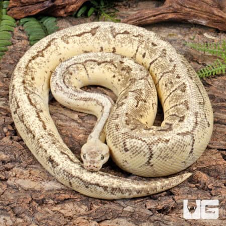 Ball Pythons For Sale - Underground Reptile