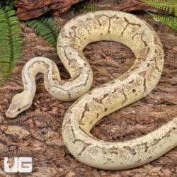 Ball Pythons For Sale - Underground Reptile