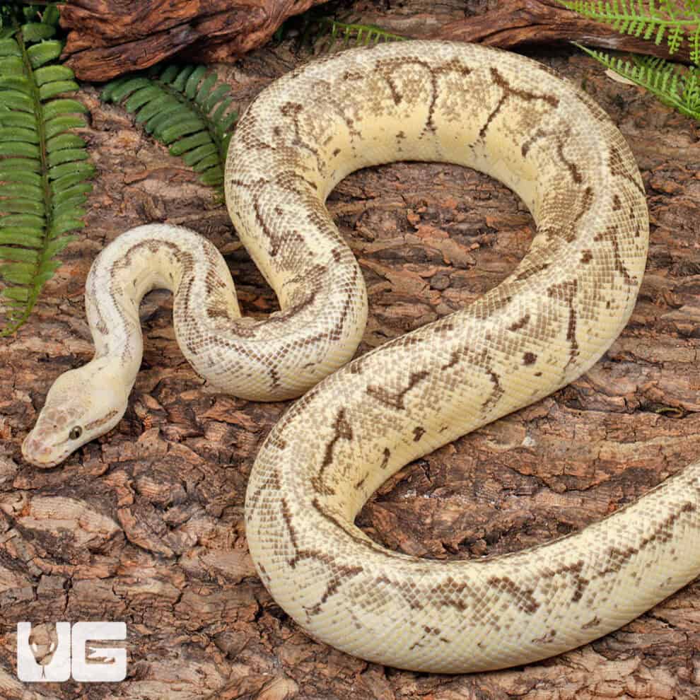 Ball Pythons For Sale - Underground Reptiles