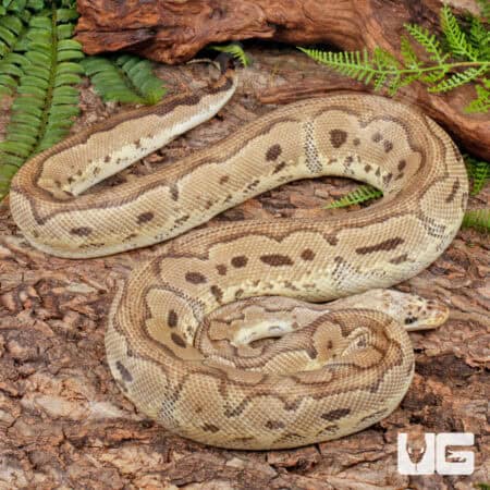 Ball Pythons For Sale - Underground Reptiles