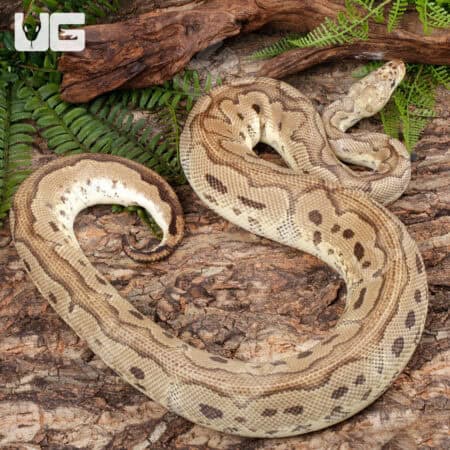 Ball Pythons For Sale - Underground Reptiles