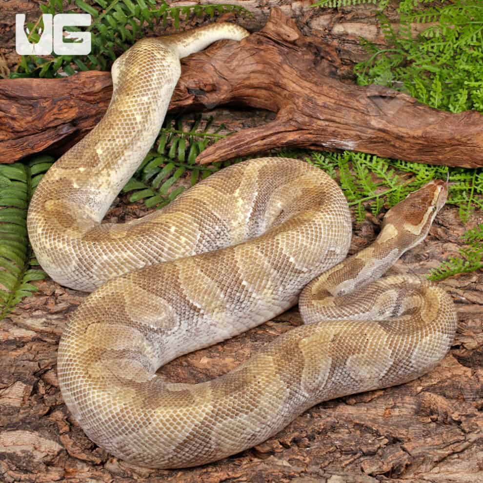 Ball Pythons For Sale - Underground Reptiles