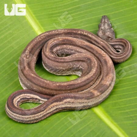 Male Motley Double Het Albino Leopard Boa #B79 For Sale - Underground Reptiles