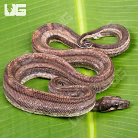 Male Motley Double Het Albino Leopard Boa #B79 For Sale - Underground Reptiles