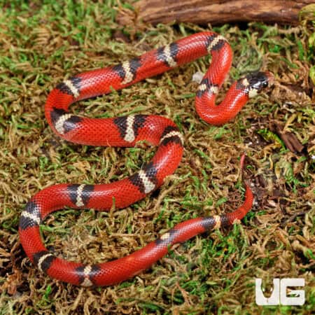 Nelson's Milksnakes For Sale - Underground Reptile