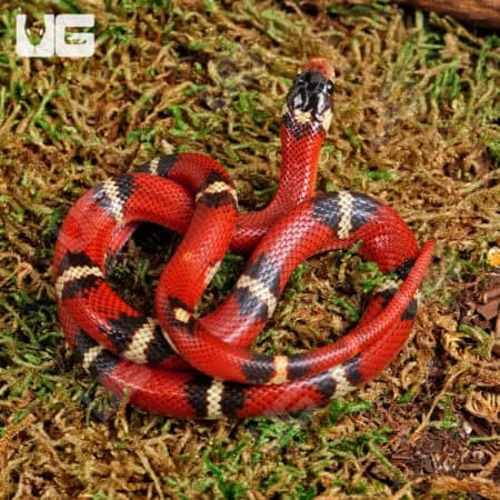 Nelson's Milksnakes For Sale - Underground Reptile