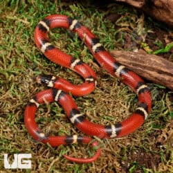 Nelson's Milksnakes For Sale - Underground Reptile