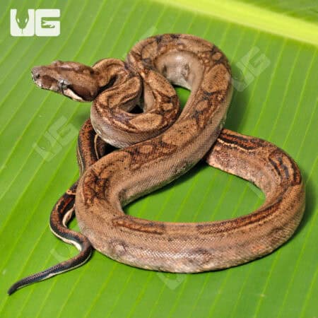 Female Onyx Het Blood 66% Anery 2 Boa #B87 For Sale - Underground Reptiles