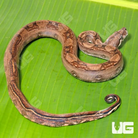 Female Onyx Het Blood 66% Anery 2 Boa #B87 For Sale - Underground Reptiles