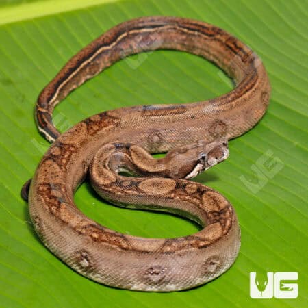 Female Onyx Het Blood 66% Anery 2 Boa #B87 For Sale - Underground Reptiles