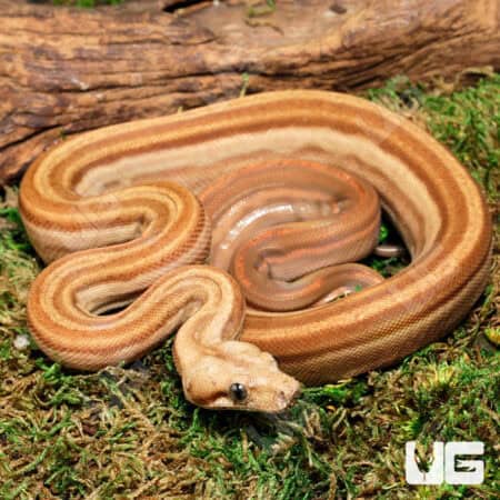 Male Onyx Motley Honduran T+ (Sumatran) Boa For Sale - Underground Reptiles