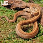 Male Onyx Motley Honduran T+ (Sumatran) Boa For Sale - Underground Reptiles