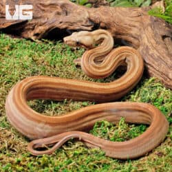 Male Onyx Motley Honduran T+ (Sumatran) Boa For Sale - Underground Reptiles