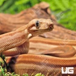 Male Onyx Motley Honduran T+ (Sumatran) Boa For Sale - Underground Reptiles